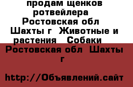 продам щенков ротвейлера - Ростовская обл., Шахты г. Животные и растения » Собаки   . Ростовская обл.,Шахты г.